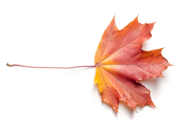 Textuur Achtergrond Patroon Herfst Esdoornblad Heldere Kleuren Geïsoleerd Witte Achtergrond — Stockfoto