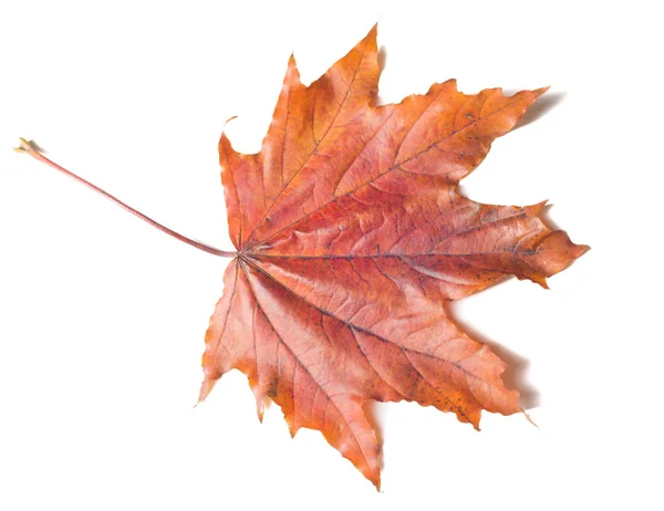Textura Outono Folhas Bordo Coloridas Fenômeno Comumente Chamado Cores Outono — Fotografia de Stock