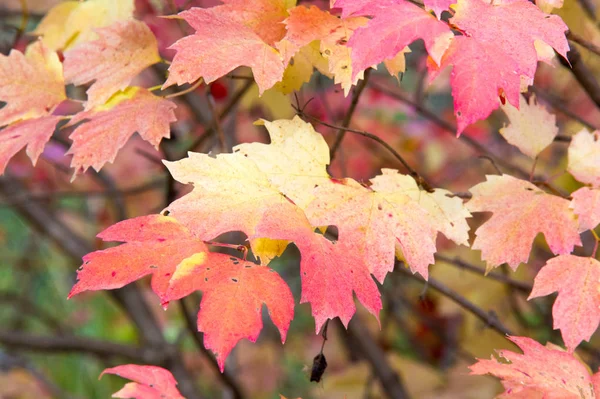 Textur Hintergrund Muster Sommer Herbst Die Blätter Sind Hell Gelb — Stockfoto