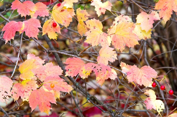 夏天的秋天 树叶颜色鲜艳 呈黄色红色 — 图库照片