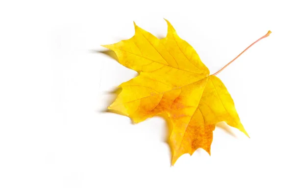 テクスチャ パターン 秋のカエデの葉 クリアな色は 白い背景で隔離 — ストック写真