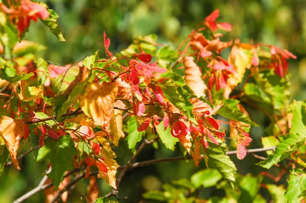 Tree Acer Saccharinum Commonly Known Silver Maple Creek Silverleaf Soft — Stock Photo, Image