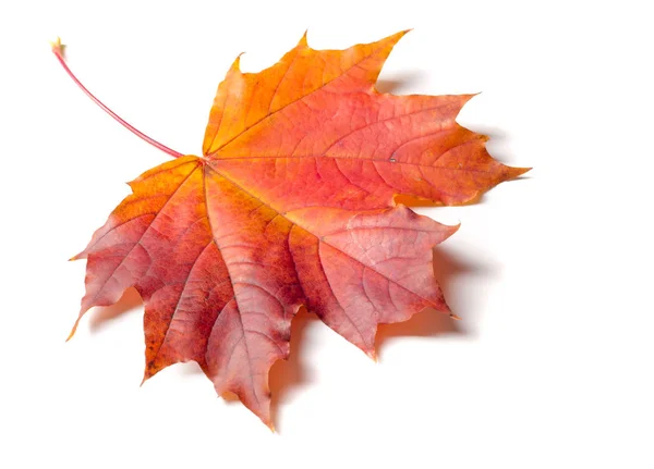 Textuur Achtergrond Patroon Herfst Esdoornblad Heldere Kleuren Geïsoleerd Witte Achtergrond — Stockfoto