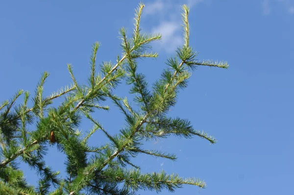 Ğne Yapraklı Orman Karaçam Ağacı Larix Decidua Ortak Avrupa Karaçam — Stok fotoğraf