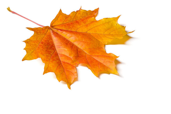 Осенняя текстура. Красочные листья клена. Это явление обычно называют осенними цветами или осенней листвой на английском языке и осенними цветами, осенней листвой или просто листвой на американском английском языке.
.
