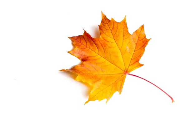 Podzimní Textury Barevné Javorové Listy Tento Jev Běžně Nazývá Podzimní — Stock fotografie