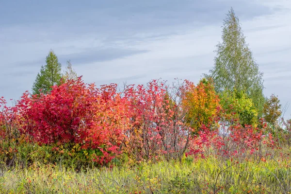 doğal manzara. Sonbahar manzara. Geç sonbaharda büyük bir şehir, bir banliyösünde. Altın ağaçlar, Kuru ot. bulutlu hava. Bulut gökyüzü kapakları, güneşin parlamadığı değil, Rüzgar uluyor alanında,