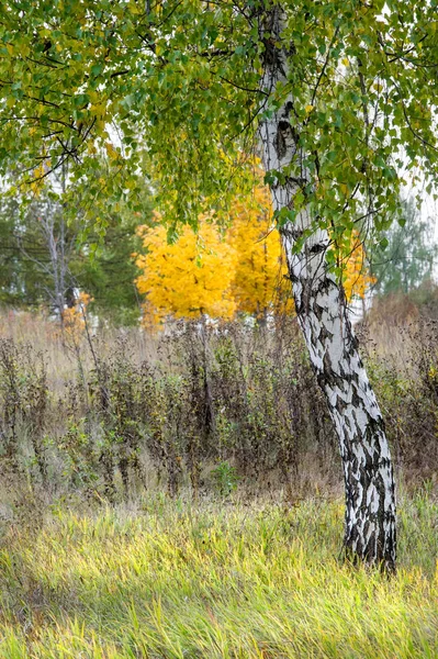 Paisajes Naturales Paisaje Otoño Finales Otoño Suburbio Una Gran Ciudad —  Fotos de Stock