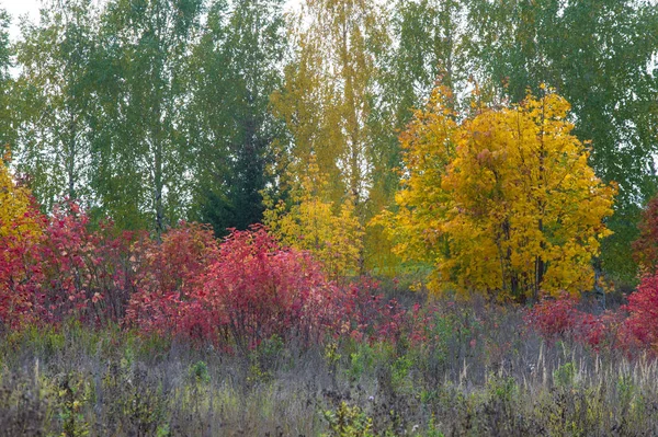 Naturalne Krajobrazy Jesienny Krajobraz Liście Czerwone Żółte Plamy Drzew Krzewów — Zdjęcie stockowe