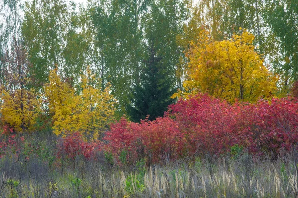 Doğal Manzara Sonbahar Manzara Kırmızı Sarı Yaprakları Ağaçlar Çalılar Leke — Stok fotoğraf