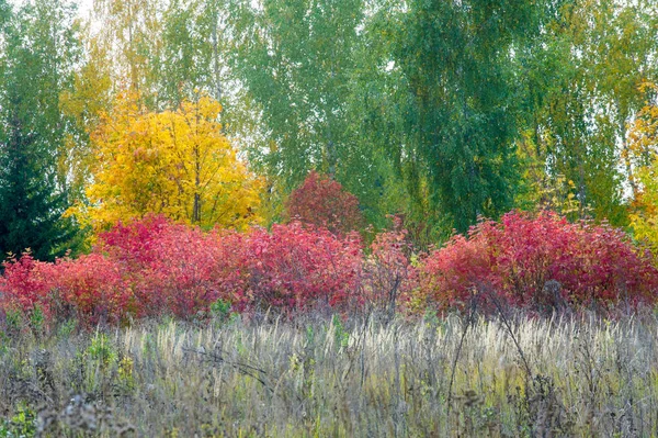 Naturalne Krajobrazy Jesienny Krajobraz Liście Czerwone Żółte Plamy Drzew Krzewów — Zdjęcie stockowe