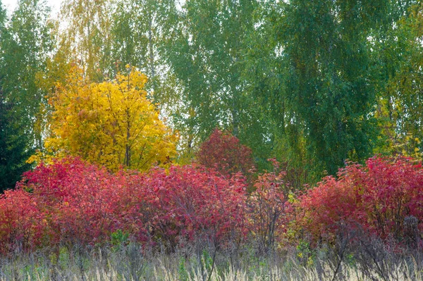 Naturlandschaften Herbstlandschaft Rote Und Gelbe Blätter Beschmutzen Bäume Und Sträucher — Stockfoto