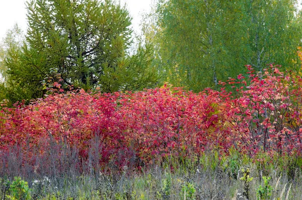 Paisagens Naturais Paisagem Outono Folhas Vermelhas Amarelas Mancham Árvores Arbustos — Fotografia de Stock