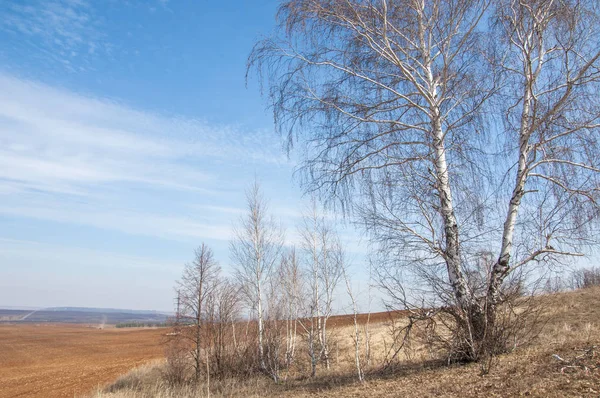 Bahar manzara. Taze sürülmüş alan. engebeli arazi. ağaçların yaprakları olmadan. Çok renkli bahar ağaçları. Geçen yılki kış kar kalan. Son kar.