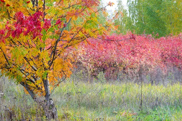 Naturlandschaften Herbstlandschaft Rote Und Gelbe Blätter Beschmutzen Bäume Und Sträucher — Stockfoto