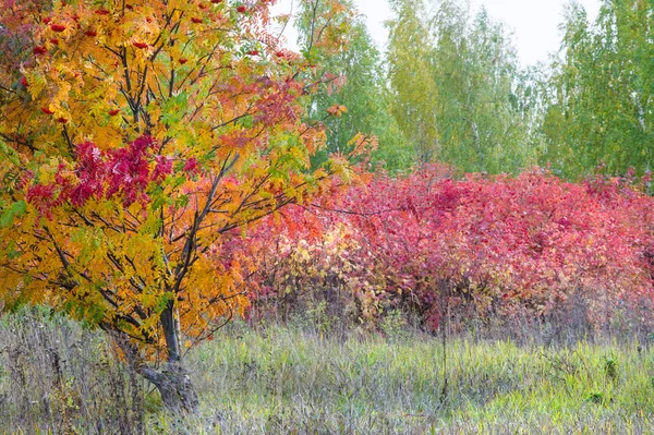 Paisajes Naturales Paisaje Otoño Hojas Rojas Amarillas Manchan Árboles Arbustos —  Fotos de Stock