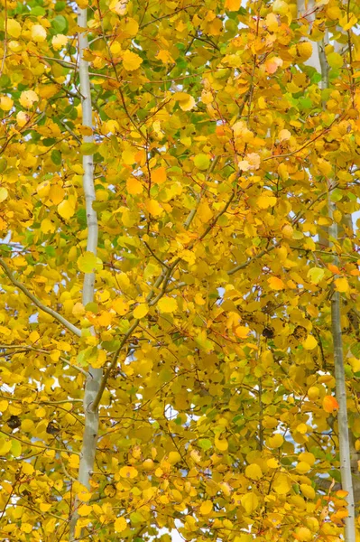 Paisagens Naturais Paisagem Outono Folhas Vermelhas Amarelas Mancham Árvores Arbustos — Fotografia de Stock