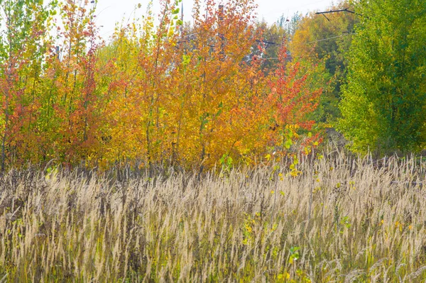 Paisajes Naturales Paisaje Otoño Finales Otoño Suburbio Una Gran Ciudad —  Fotos de Stock