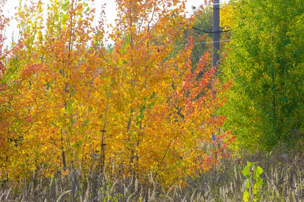 自然の風景 秋の風景です 大都会の郊外の晩秋 黄金の木 乾いた草 曇りの天気 雲が空を覆う 太陽が輝いていない フィールドの風遠吠え — ストック写真