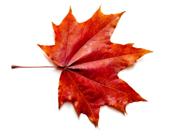 Textura Outono Folhas Bordo Coloridas Fenômeno Comumente Chamado Cores Outono — Fotografia de Stock