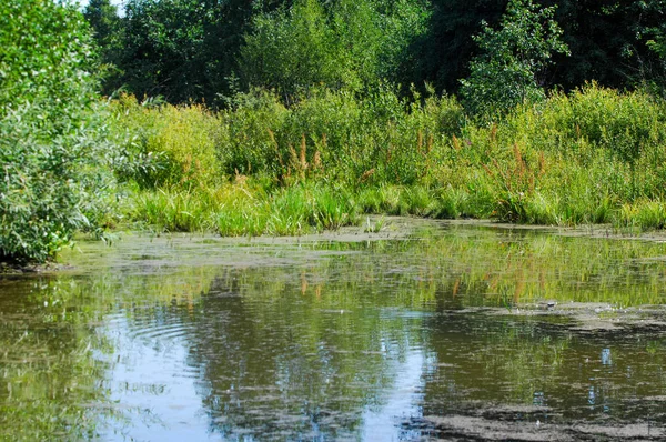 夏の風景 ワンド 水が収集低地 不耕作地のエリア湿原や沼 — ストック写真