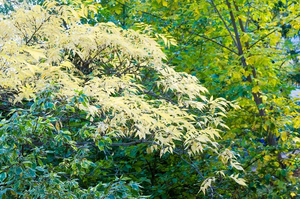 Doku, arka plan, desen. Yaz sonbahar yaprakları parlak sarı kırmızı olarak renklendirilir.