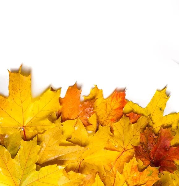 秋天枫叶 清楚的颜色 被隔绝在白色背景上 — 图库照片