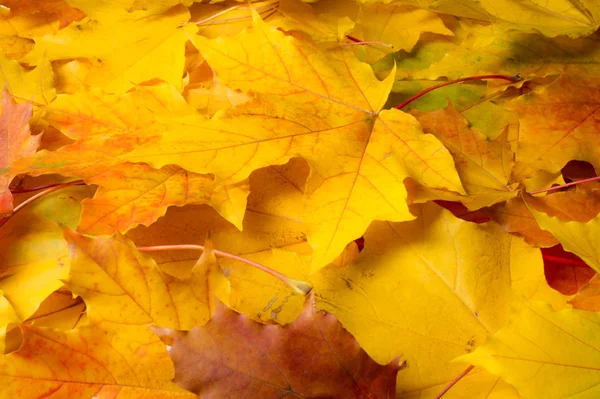 Sonbahar doku. Renkli akçaağaç yaprakları. Fenomen genellikle sonbahar renkleri veya İngiliz İngilizcesi ve sonbahar renkleri, sonbahar yaprakları veya sadece yeşillik sonbahar yaprakları Amerikan İngilizce olarak adlandırılır.