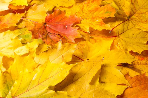 Doku, arka plan, desen. Sonbahar akçaağaç yaprağı, açık renkler, beyaz arka plan üzerinde izole 