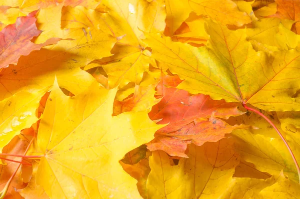 Осенняя Текстура Красочные Листья Клена Явление Обычно Называют Осенними Цветами — стоковое фото