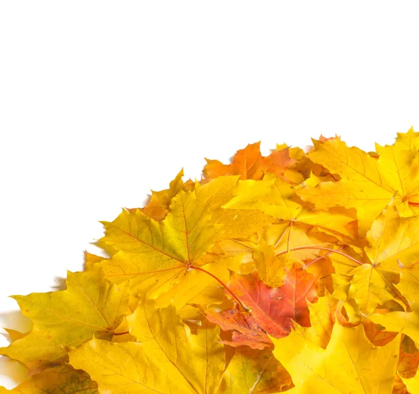 Autumn Texture Colorful Maple Leaves Phenomenon Commonly Called Autumn Colours — Stock Photo, Image