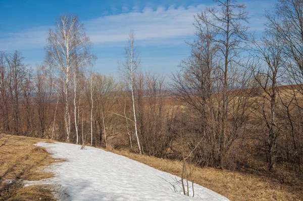 Paesaggio Primaverile Ultima Neve Sul Campo Primaverile Terreno Collinare Alberi — Foto Stock