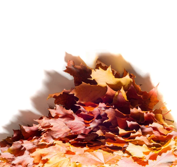 Doku, arka plan, desen. Sonbahar akçaağaç yaprağı, açık renkler, beyaz arka plan üzerinde izole 