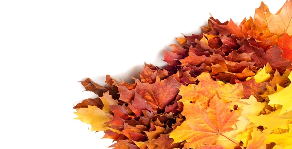 テクスチャ パターン 秋のカエデの葉 クリアな色は 白い背景で隔離 — ストック写真