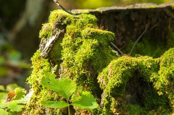 doku, arka plan, desen. Eski güdük yosun kaplı