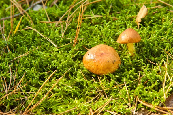 Die Natürliche Umgebung Der Pilze Wald Ein Pilzwachstum Das Typischerweise — Stockfoto