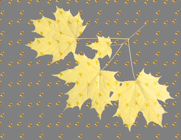 Autumn Texture Colorful Maple Leaves Phenomenon Commonly Called Autumn Colours — Stock Photo, Image