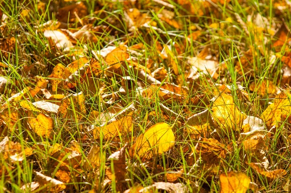 Background Texture Pattern Leaves Autumn Lie Ground Mottled Bright Carpet — Stock Photo, Image