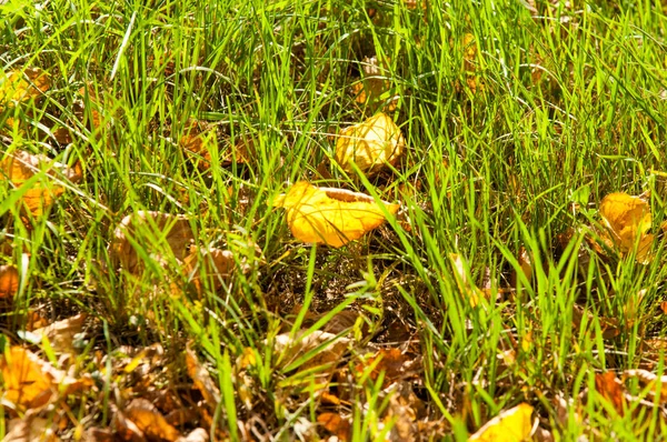Tekstura Wzór Liście Jesienią Leżą Ziemi Cętkowane Dywan Jasny Jesień — Zdjęcie stockowe
