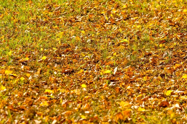 Background texture, pattern. Leaves of autumn lie on the ground, a mottled bright carpet of autumn leaves