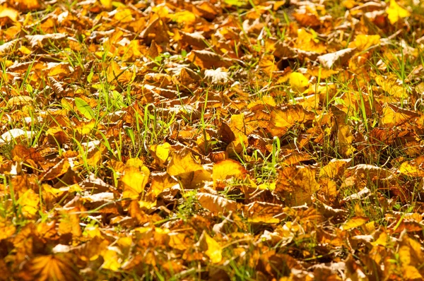 Achtergrondstructuur Patroon Bladeren Van Herfst Grond Liggen Een Gevlekt Heldere — Stockfoto