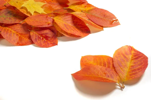 Tekstury Tła Wzór Multi Kolorowe Liście Jesienią Białym Tle — Zdjęcie stockowe