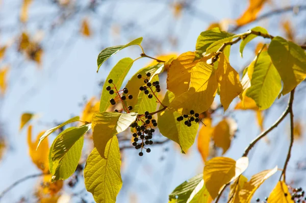 Textura Fondo Patrón Cerezas Aves Frutas Otoño —  Fotos de Stock