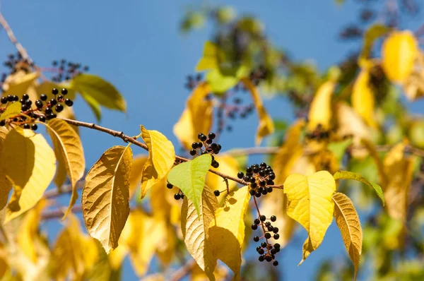 Hintergrund Textur Muster Vogelkirschen Früchte Herbst — Stockfoto