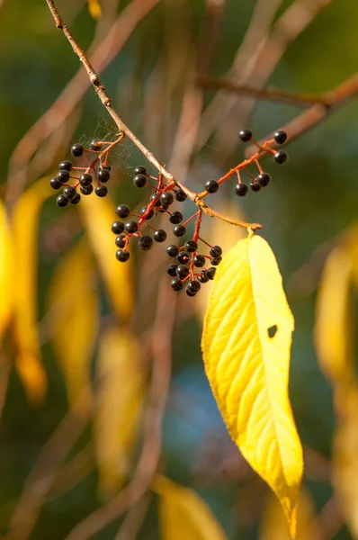 Hintergrund Textur Muster Vogelkirschen Früchte Herbst — Stockfoto