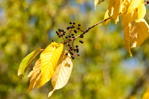 Textura Pozadí Vzor Ptačí Třešně Ovoce Podzim — Stock fotografie