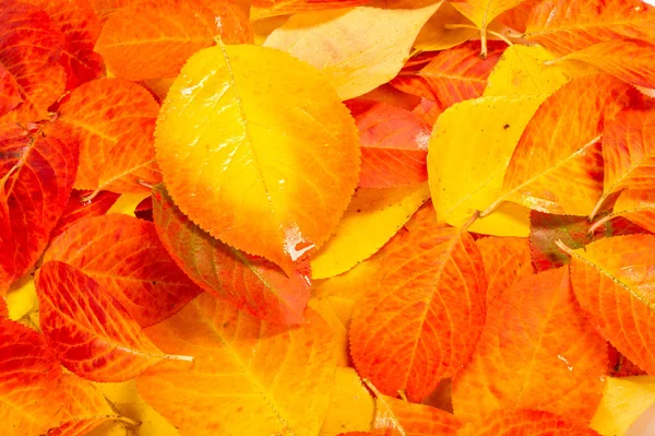 Textura Fondo Patrón Hojas Multicolores Otoño Sobre Fondo Blanco — Foto de Stock