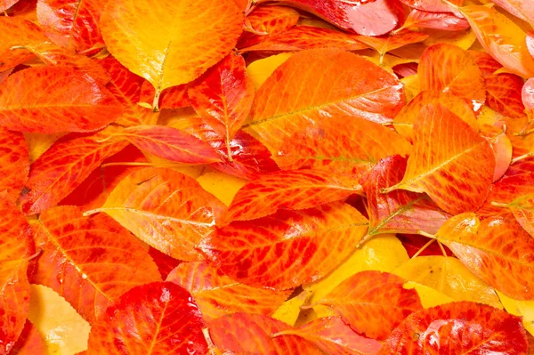 Texture Background Pattern Multi Colored Leaves Autumn White Background — Stock Photo, Image