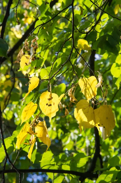 Texture Background Pattern Summer Autumn Leaves Brightly Colored Yellow Red — Stock Photo, Image