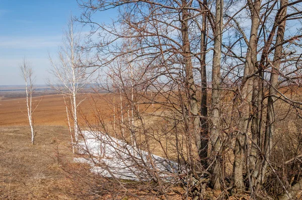 Bahar manzara. bahar alanında son kar. engebeli arazi. ağaçların yaprakları olmadan. ilk sıcak günleridir